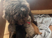 F2 cockapoo puppies