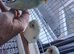 Baby rainbow and cream pied budgies