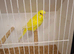Exposition Budgies