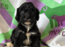 F1 mini cockapoos various colours 30 dna health tested clear