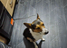 Tri colour male border collie
