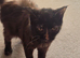 Maine Coon female ( 6 months old )