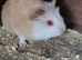 2 male guinea pigs