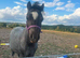 Reg& gelded, vacc welsh sec A- well handoed
