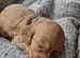 Beautiful F1b cockapoo Puppies