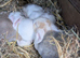Baby rabbits and Guinea pigs, number is