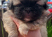 3 Pekingeses Puppies
