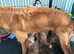 Goldendoodle - LAST BOY LOOKING FOR FAMILY