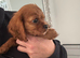 Cavalier boy and girl