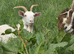 baby boy goats for sale
