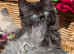 Lyra & Lucifur our last 2 Maine coon ragdoll kittens full of fun ready to be adored