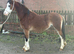 2 year old welsh a gelding
