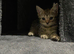 Ready now British Shorhair x kittens Quick sale