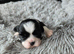 Stunning shihtzus puppies 4 girls £995