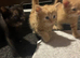 Kittens