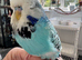 Beautiful Tame Male Exhibition Budgie