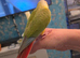 Handreared Tame 295