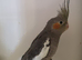 Baby Cockatiel