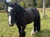 6 Year Old 12.2hh Cob Stallion