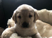 Golden Labrador puppies