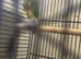 Male lovebird