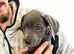 5 cane corso puppies READY TO GO