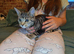 Loving Female Tabby Kitten