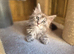 Beautiful Maine Coon Kittens
