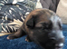 GSD. Litter of 3 - 2 boys available