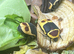 AFRICAN SUN BEETLES