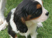 Cavalier King Charles spaniel puppies