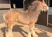 Quality Stamp Bay Colt