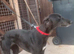 Woking Lurcher Girl