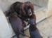Puppies for sale