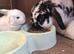 Mini lop
