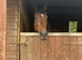 16 hh 8 year old thoroughbred mare