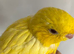 Price reduced Baby Tame Lineolated Parakeet