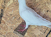 Pigeons