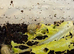 5 baby leucistic garden snails Cornu aspersum (syn. Helix aspersa)
