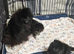FULLY VACCINATED.   Champion bloodlines. kc registered Pomeranian puppies