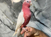Ready Now Baby Handreared Super Tame Cuddly Lutino Galah Cockatoo Parrot,30
