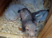Ferrets for sale