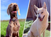 Siberian Shepsky x Weimaraner Puppies