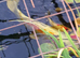 Koi