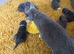7 blue/grey British Shorthair kittens for sale