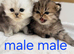 Chinchilla Persian kittens