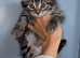 5 Maine coon kittens
