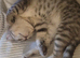 Scottish fold/British Shorthair kittens