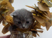 Kitten 8 weeks