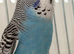 Sky Blue And White Male Budgie Ready Soon